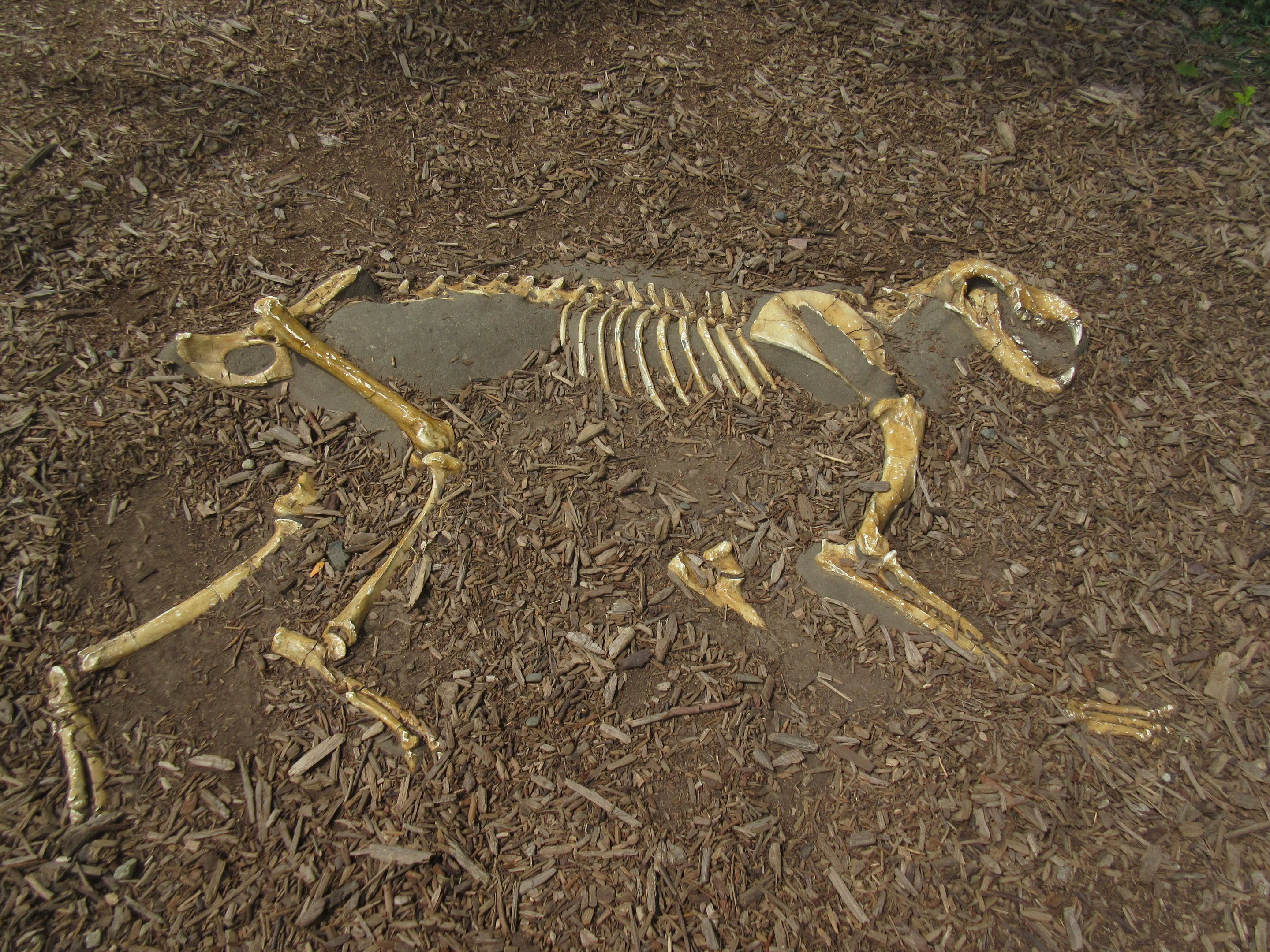 African Grasslands - Visitor Kopje Fossil Trail