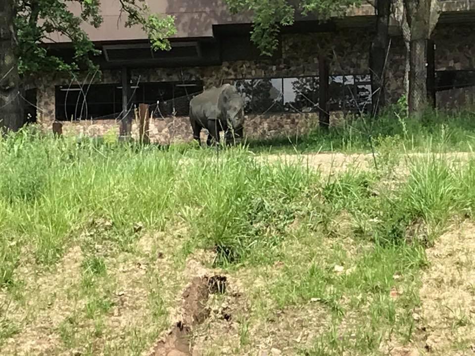 African Grasslands- White Rhinoceros