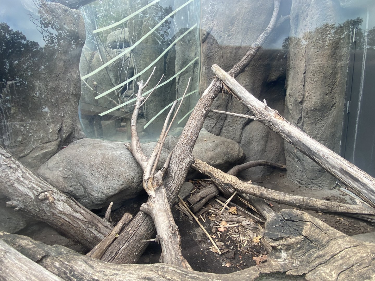 African Grasslands - White-Throated Monitor Exhibit