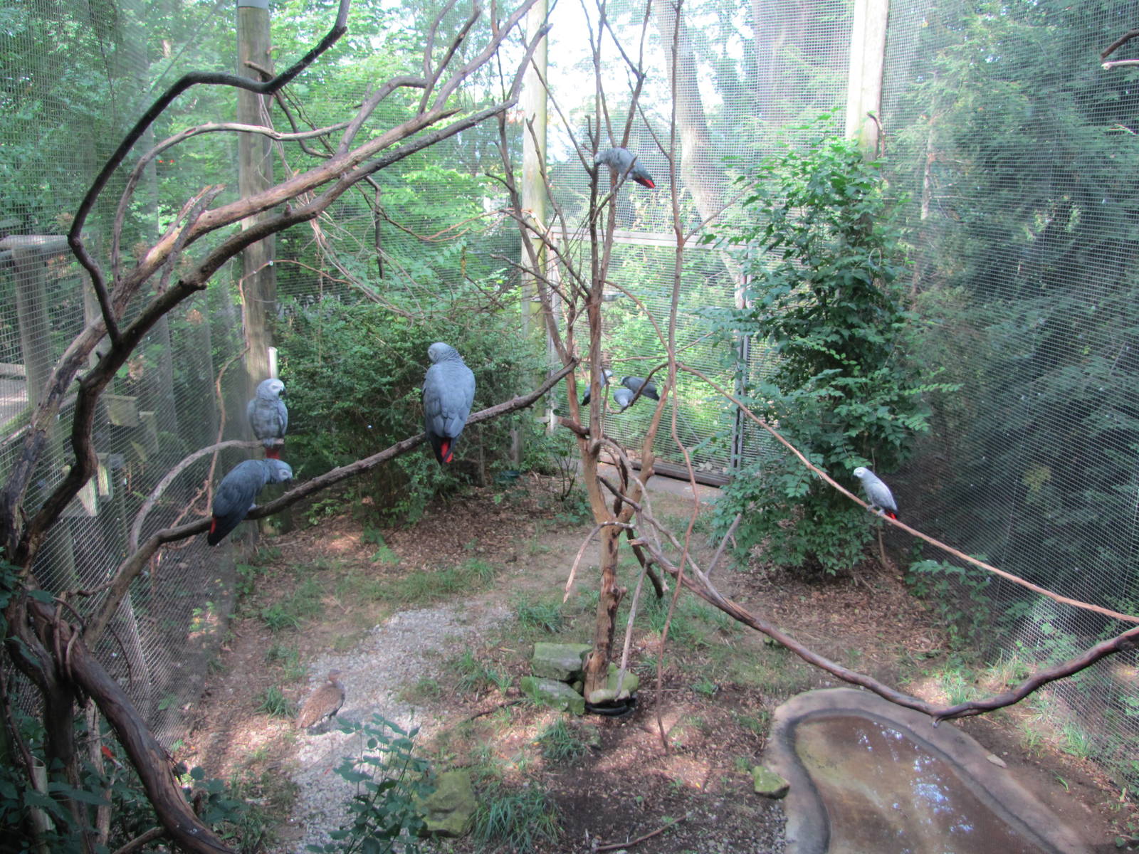 African Gray Parrot exhibit