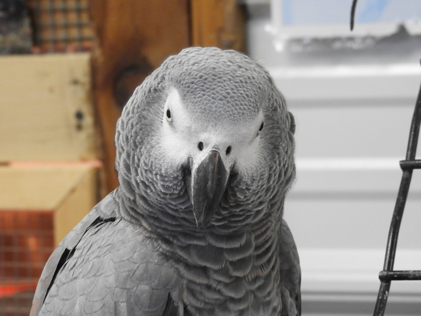African Gray Parrot (Psittacus erithacus)