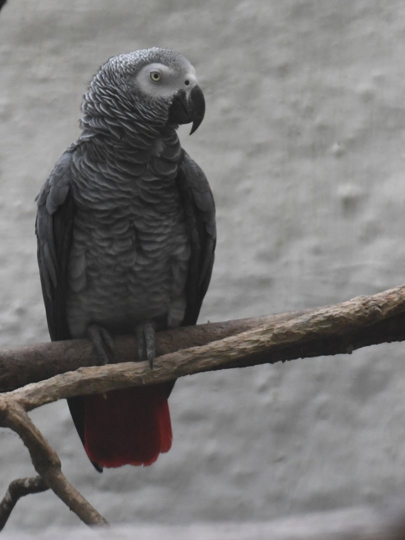 African Gray Parrot (Zoo Lourosa)