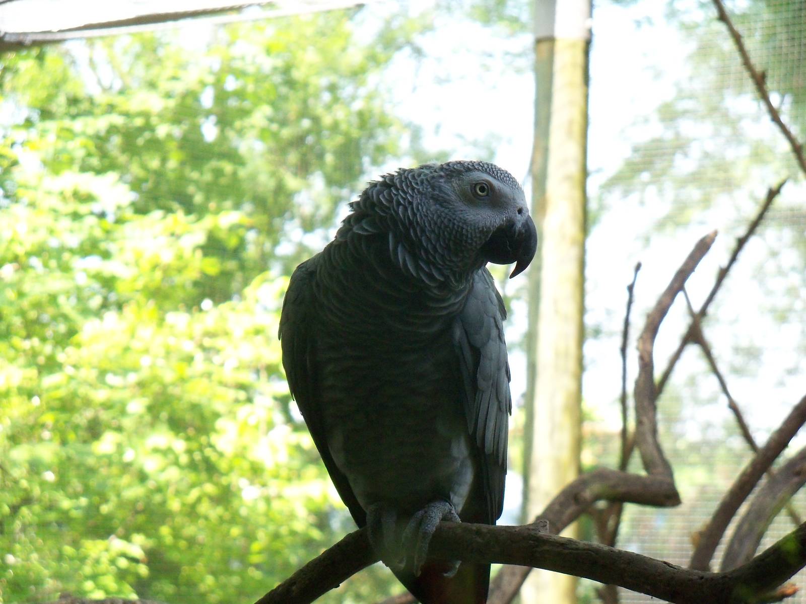 African Gray Parrot
