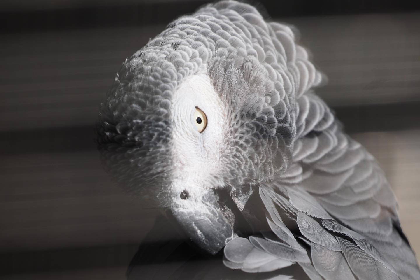 African gray parrot