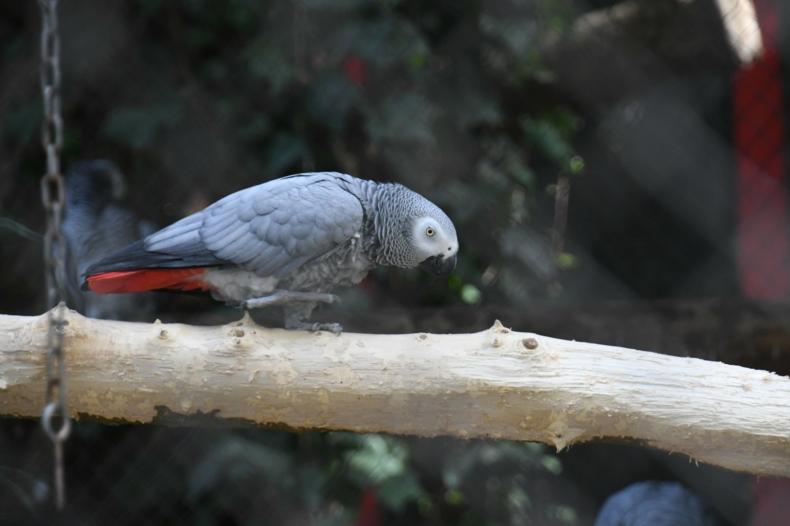 African Gray Parrot