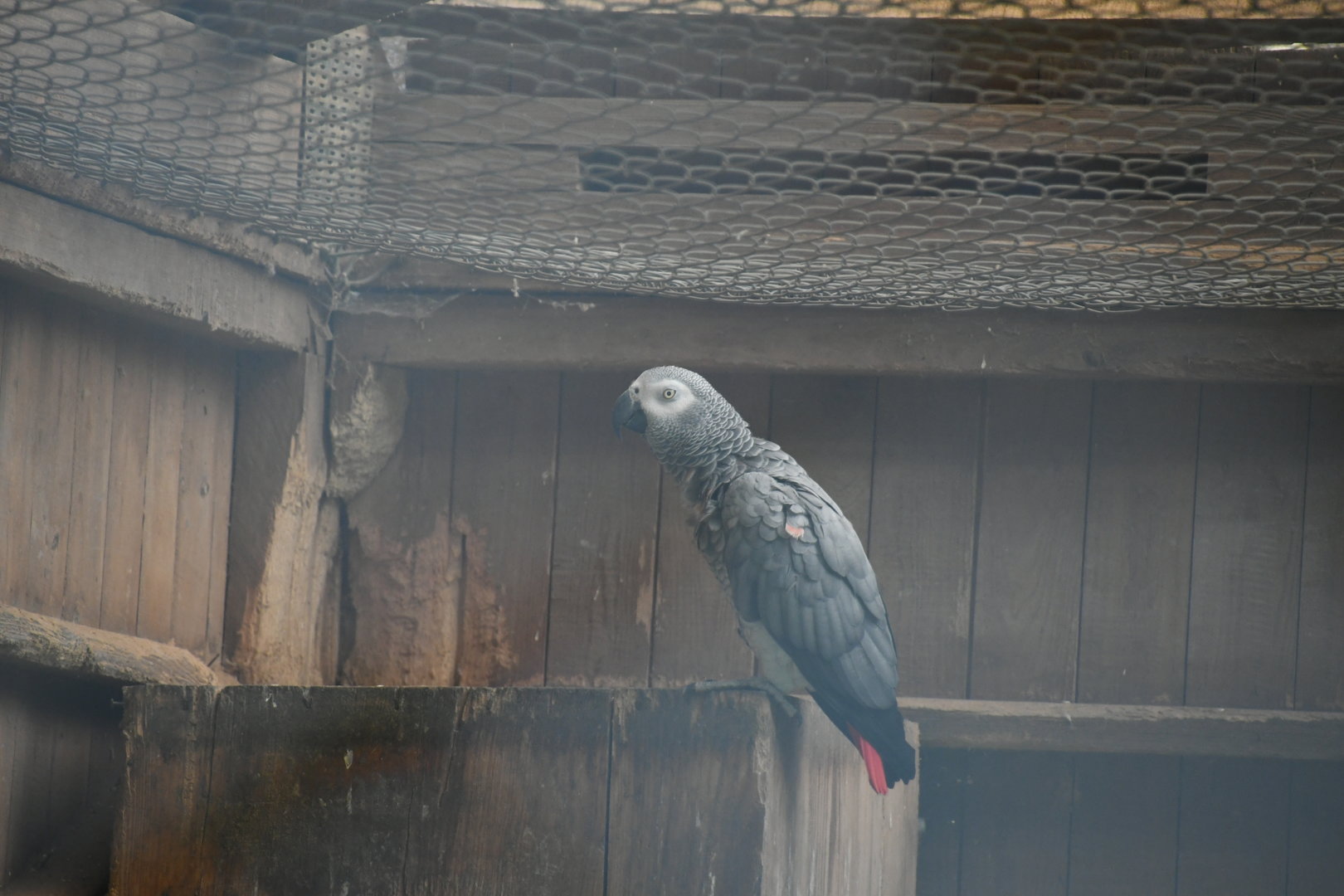 African Gray Parrot