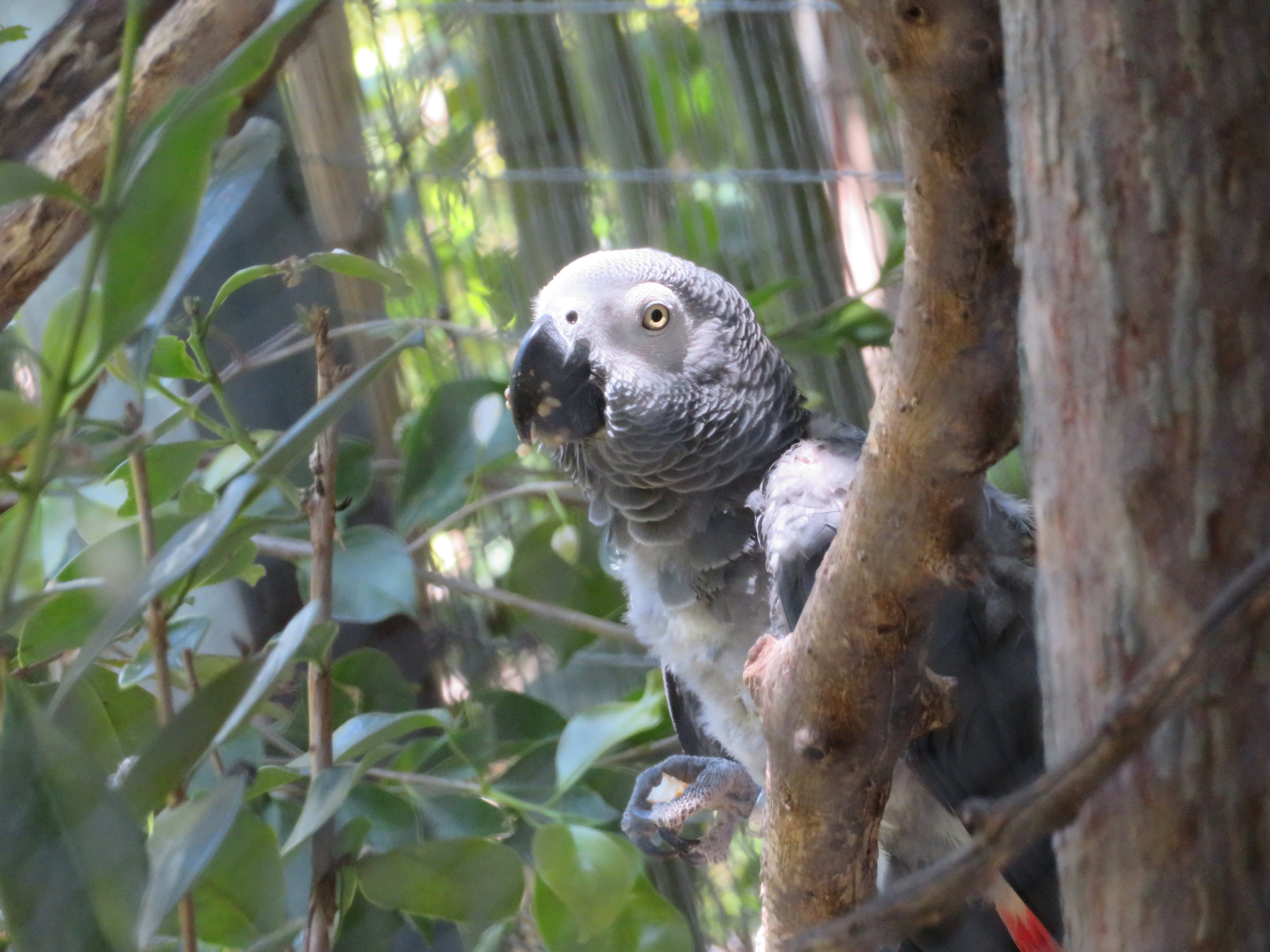 African Gray Parrot