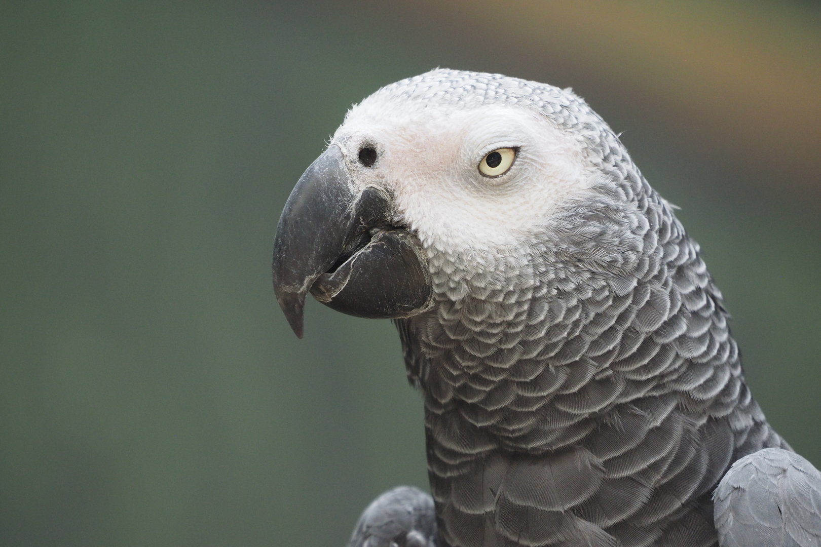 African Gray Parrot