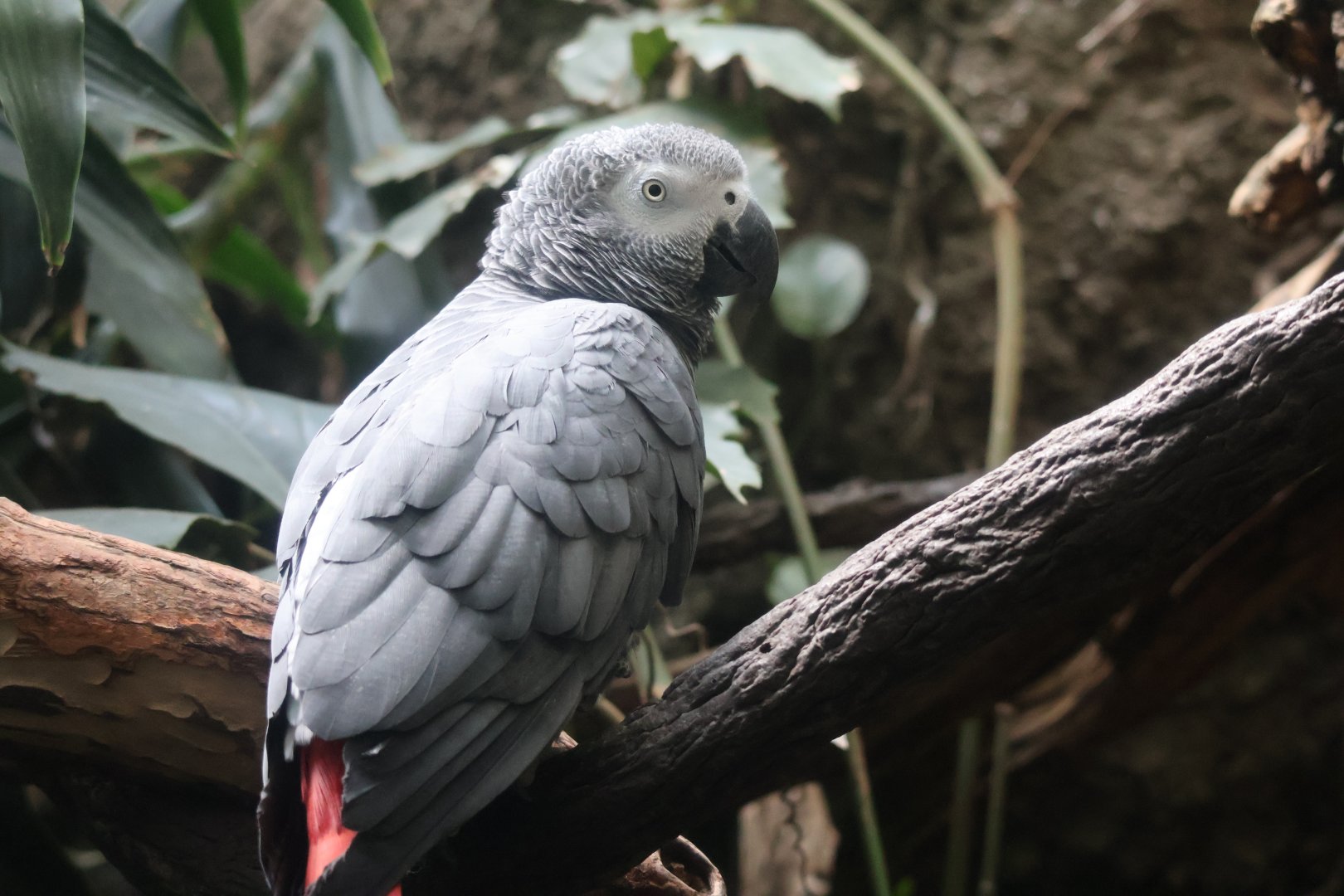 African Gray Parrot