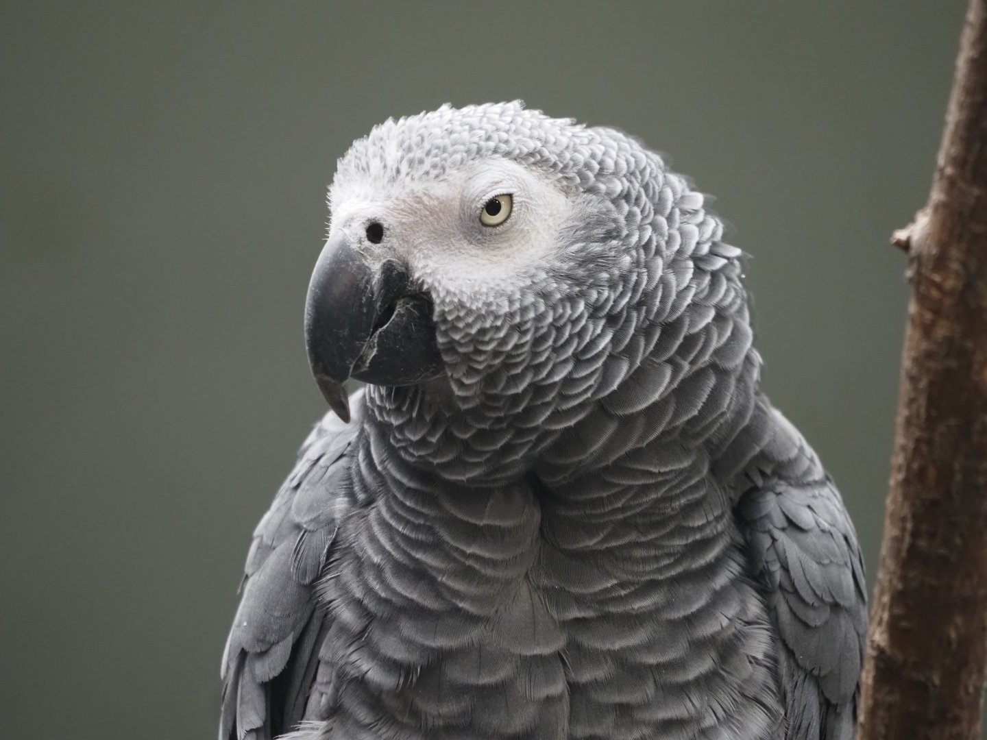 African Gray Parrot