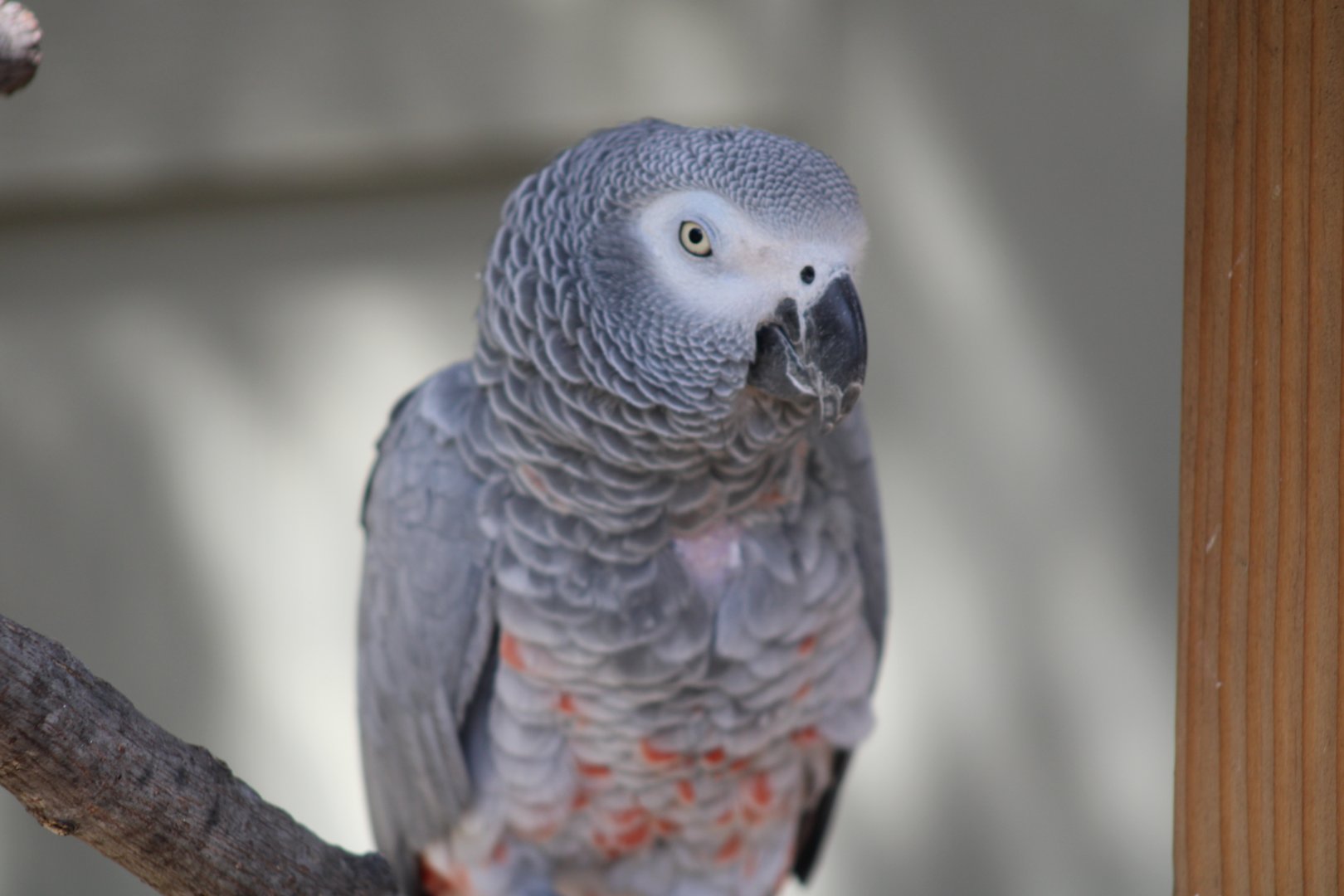 African Gray Parrot