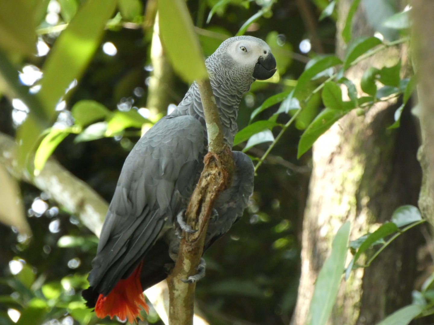 African gray parrot