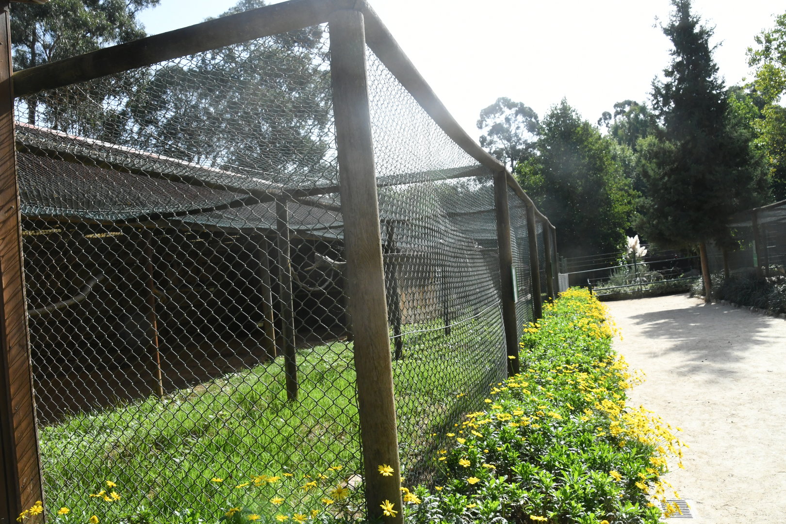 African Gray Parrots aviary