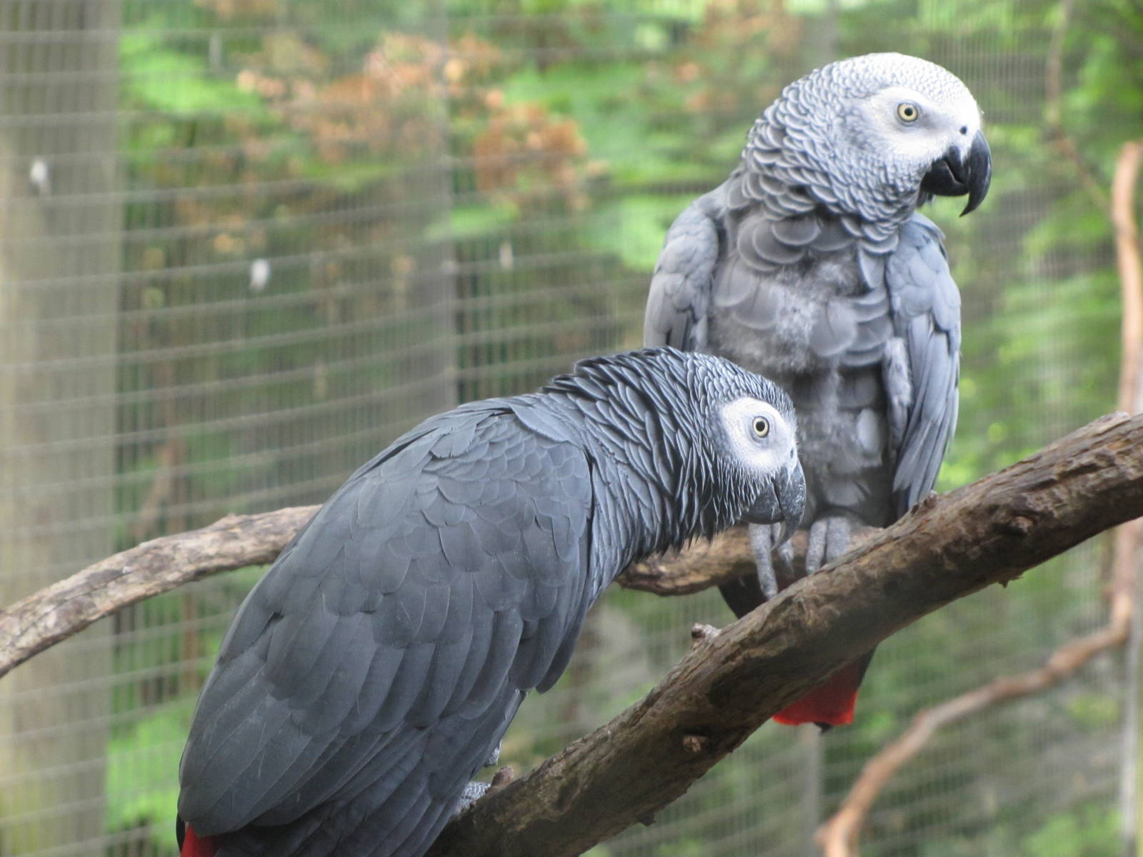 African Gray Parrots