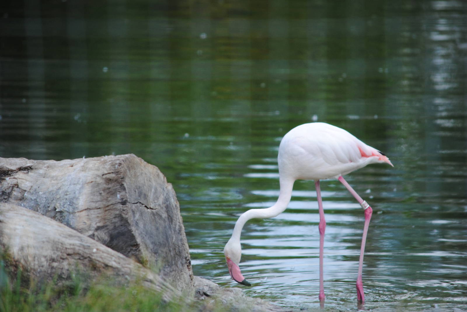 African Greater Flamingo