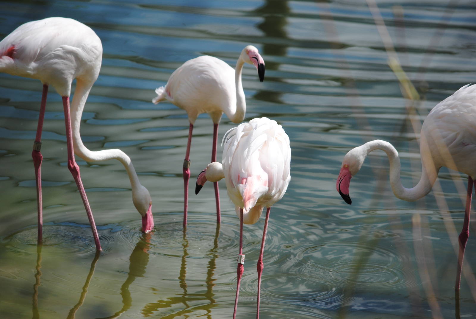 African Greater Flamingos