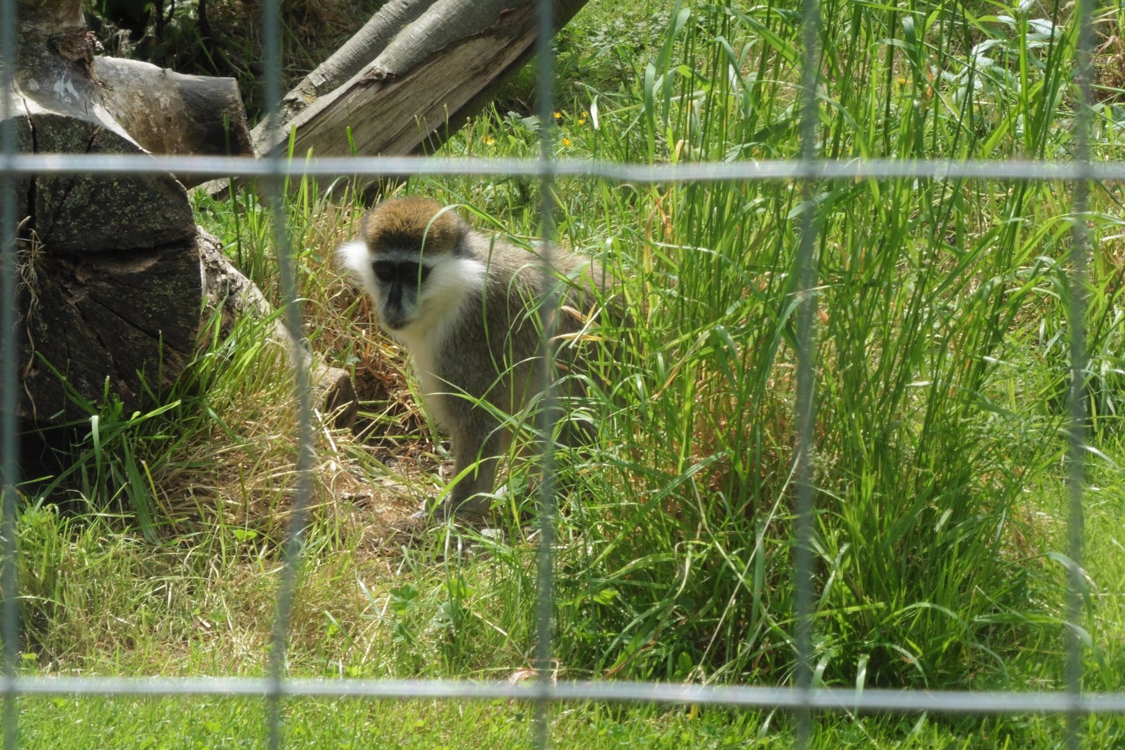 African Green Monkey,aka Grivet