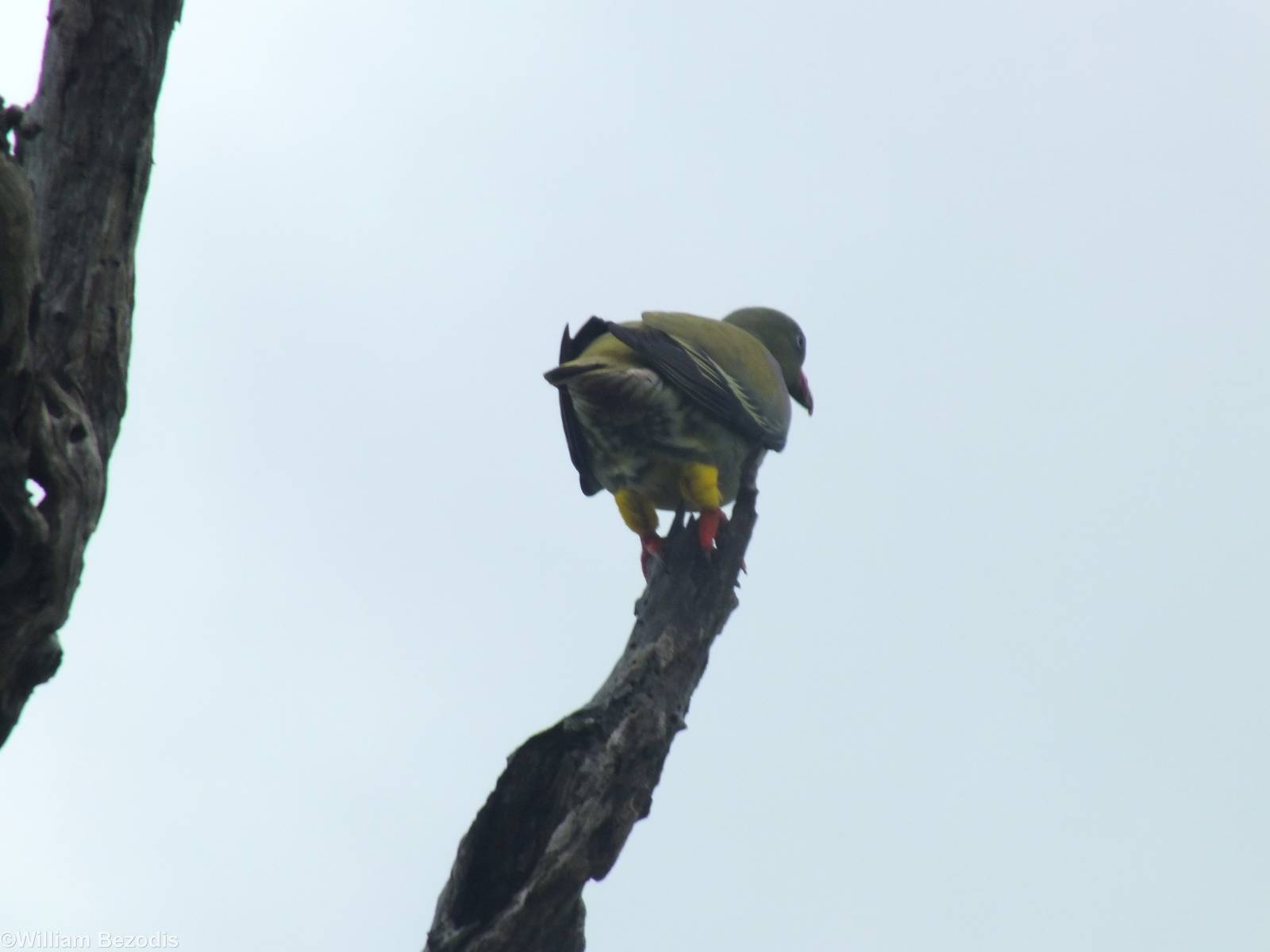 African Green Pigeon- 2012