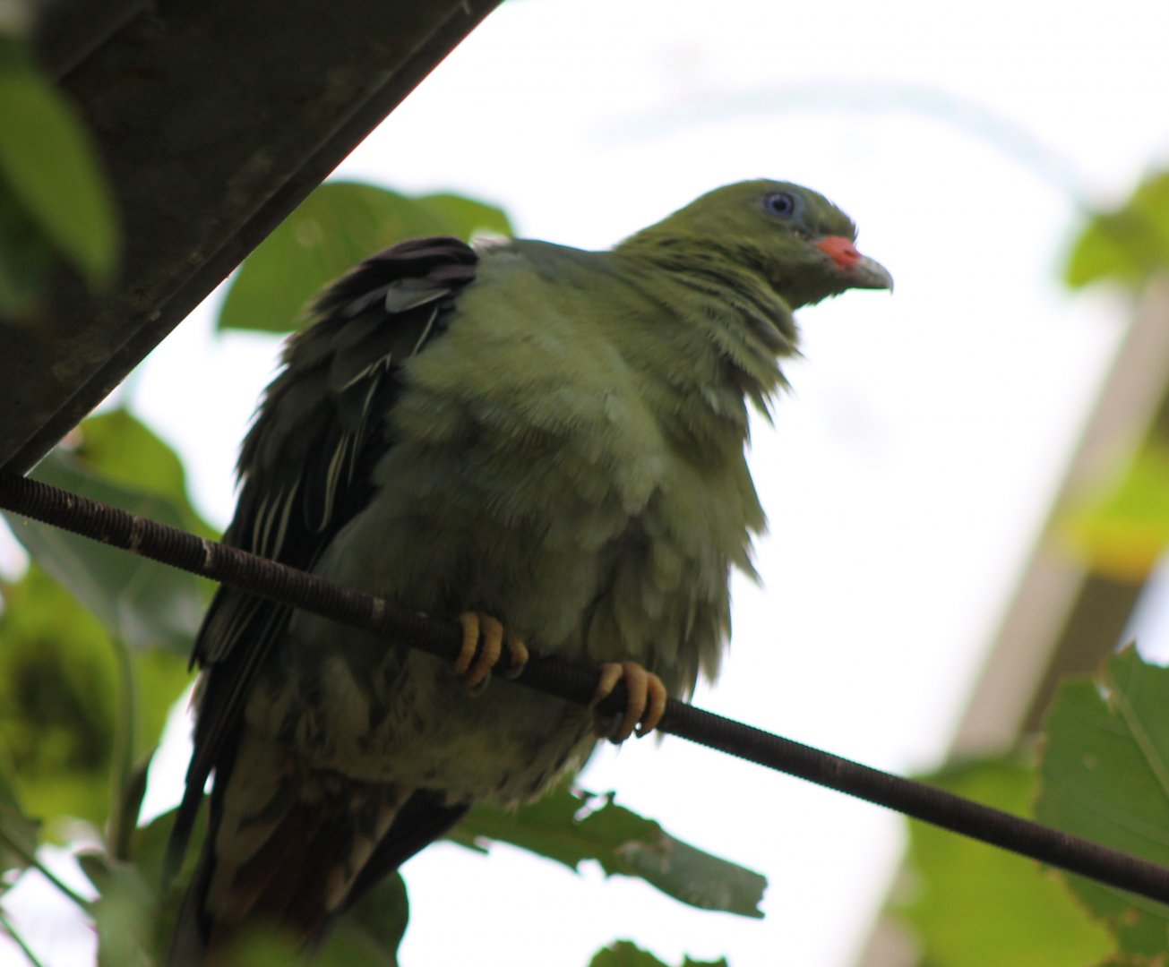 African green-pigeon - Treron calva