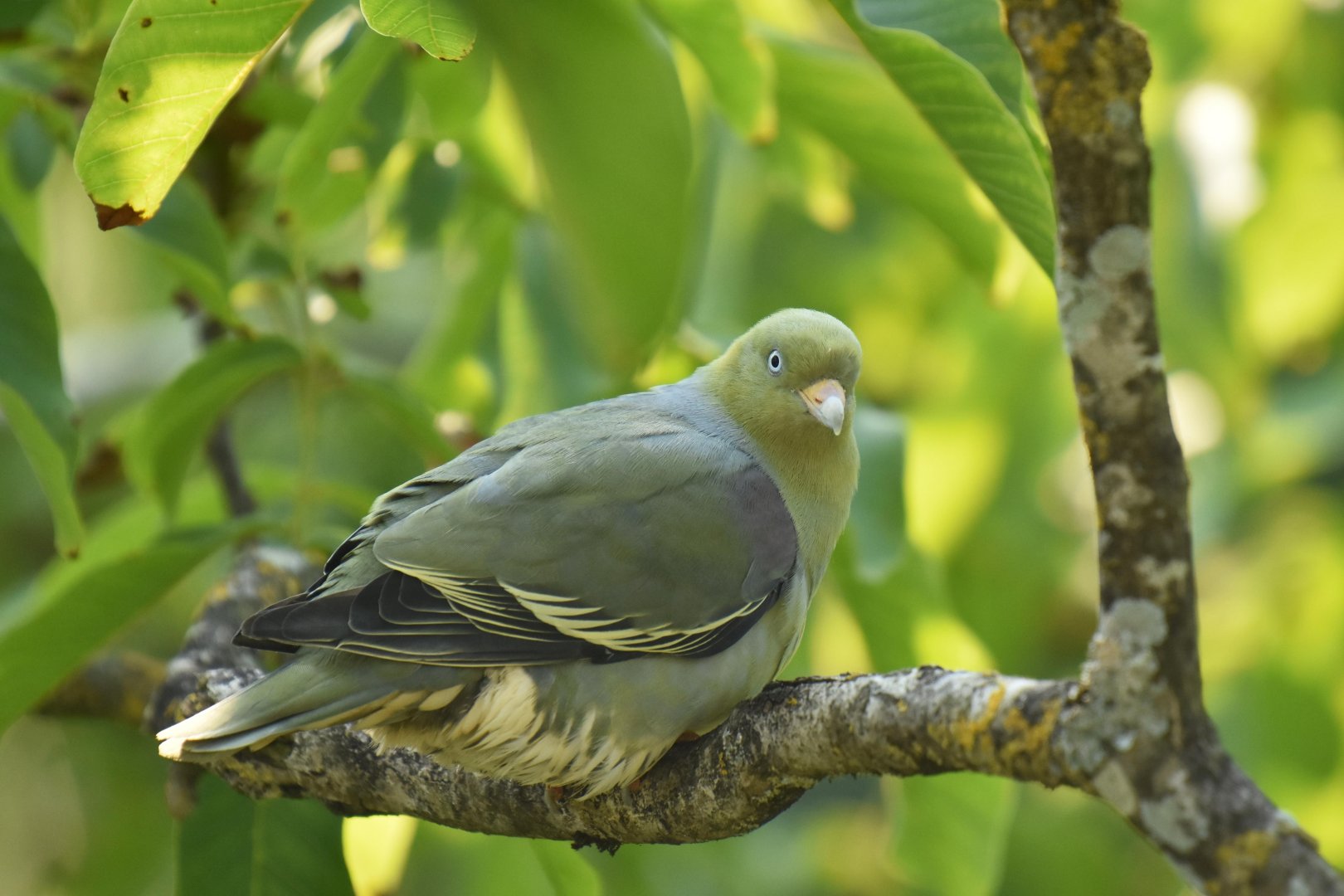 African green pigeon (Treron calvus)
