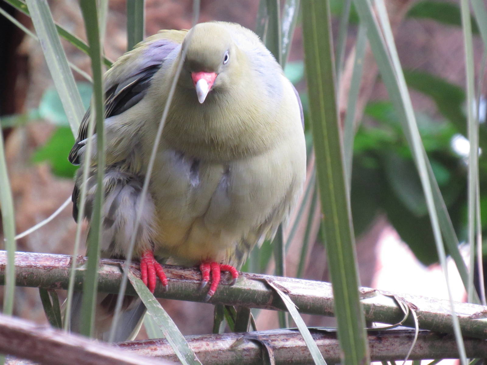 African Green Pigeon