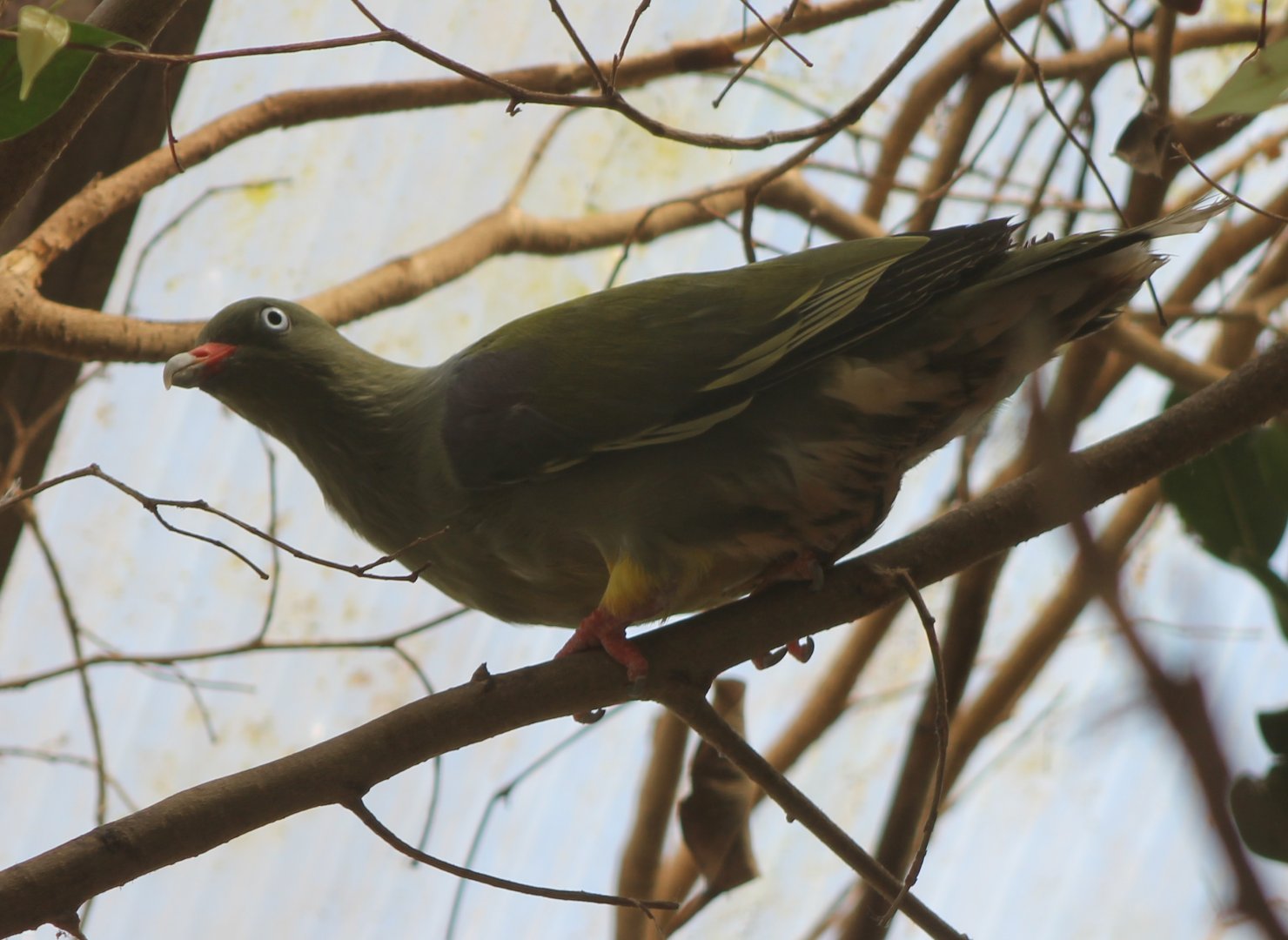 African green-pigeon