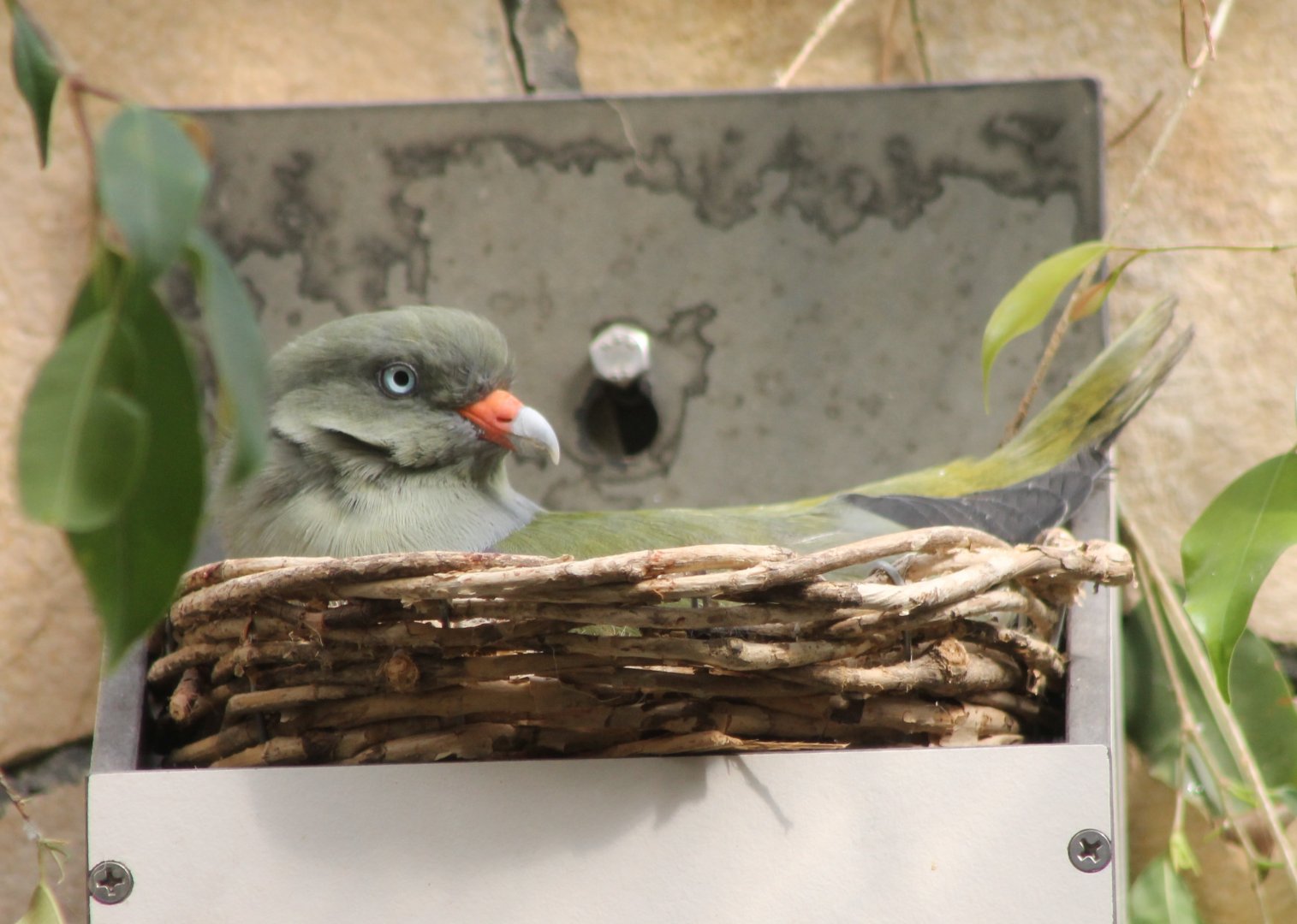 African green-pigeon