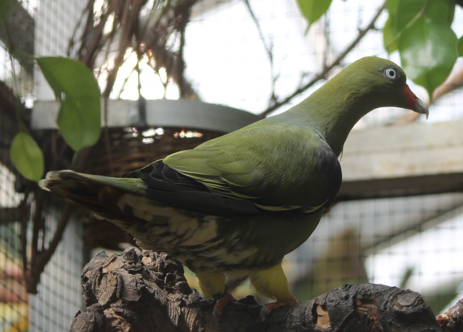 African green-pigeon