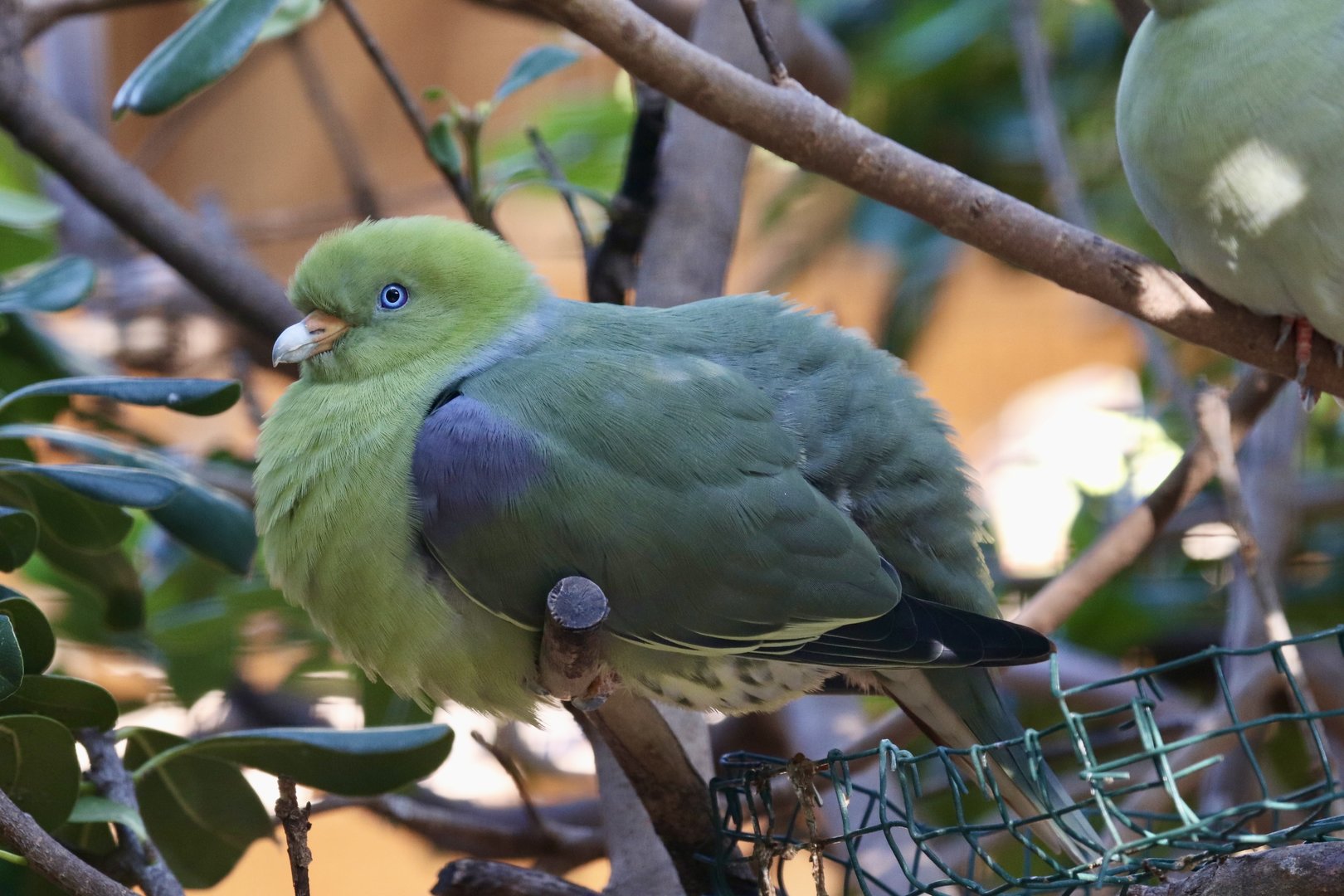 African Green-pigeon