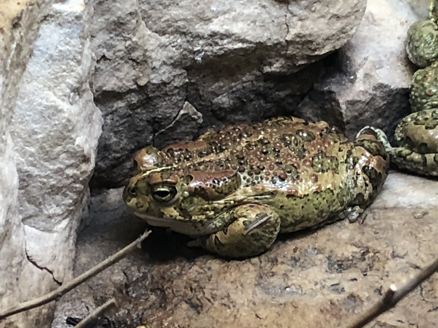 African Green Toad (Bufotes boulengeri)