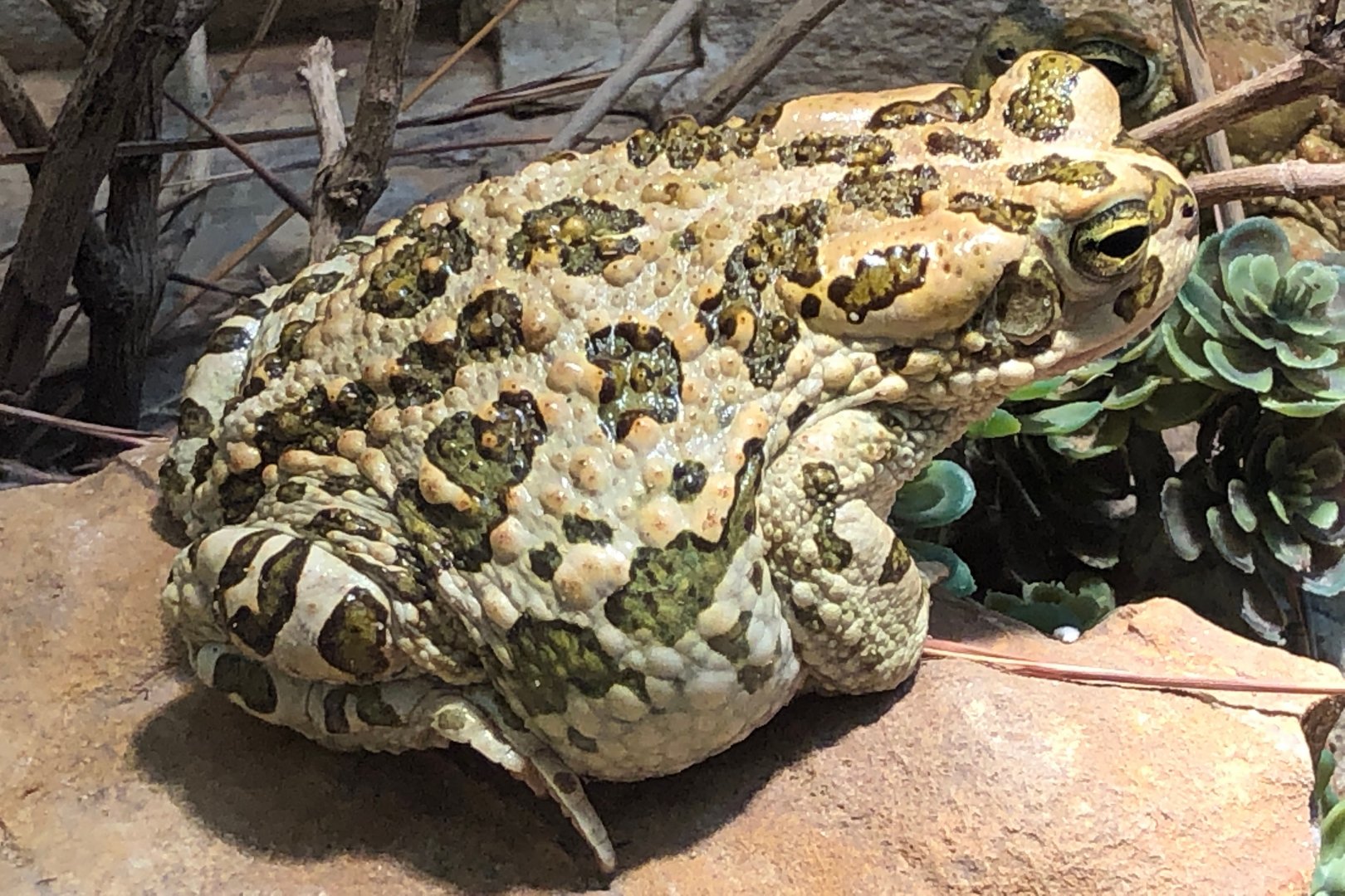 African Green Toad
