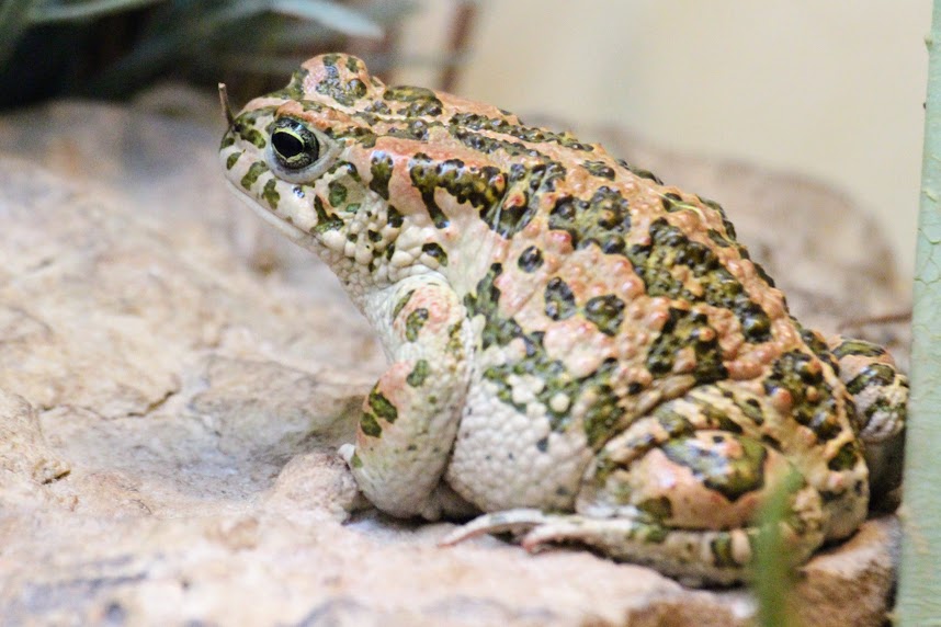 African Green Toad