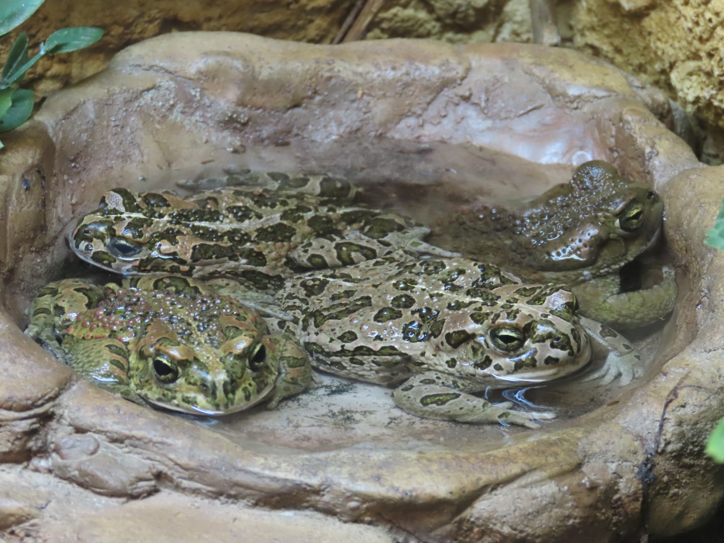 African Green Toads (Bufotes boulengeri)