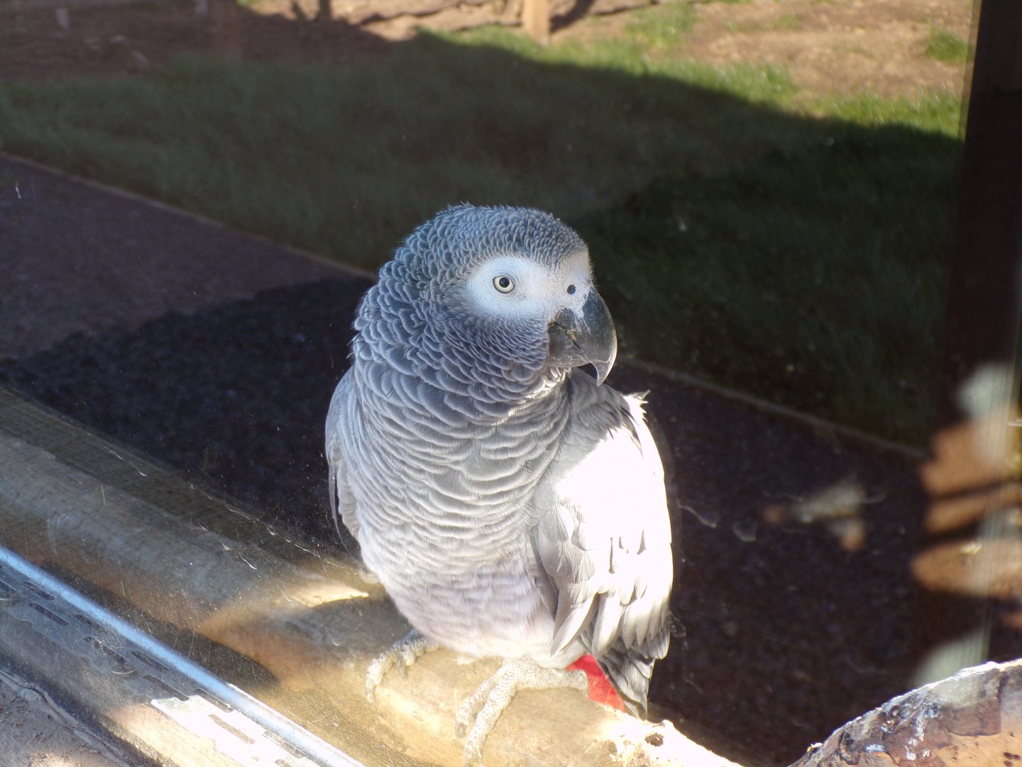 African grey 14.10.23