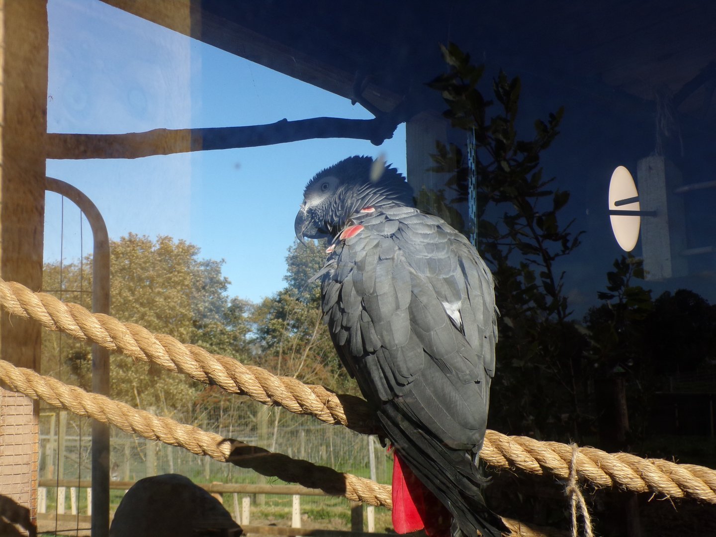 African grey 14.10.23