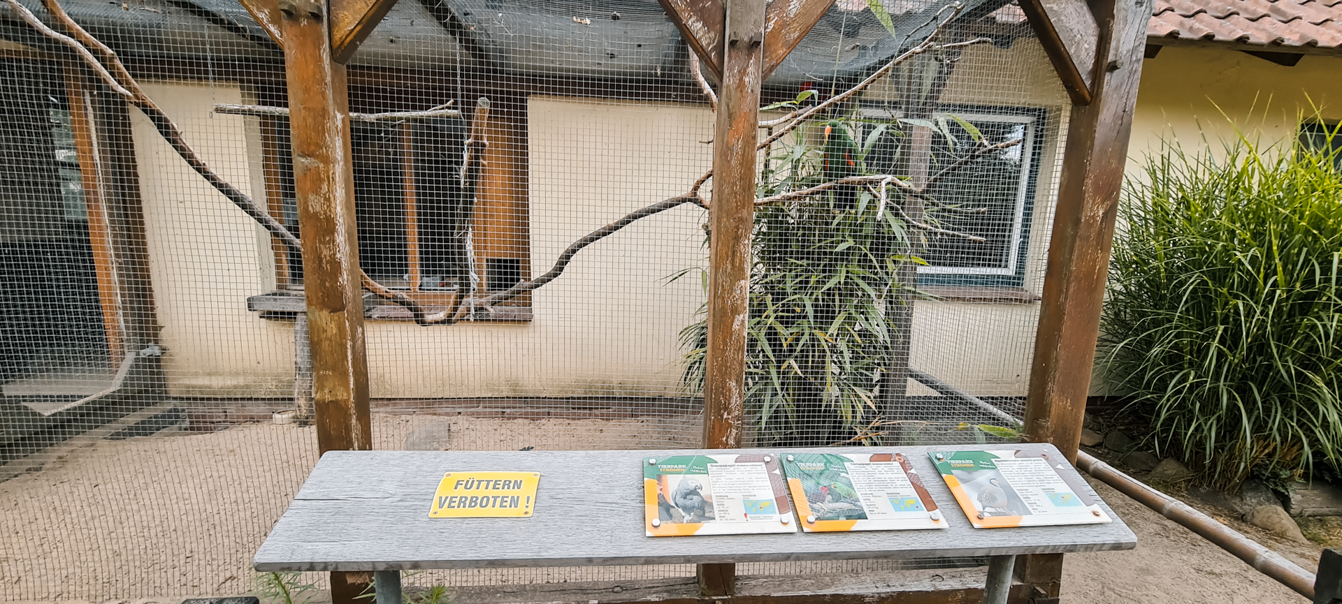 African grey and eclectus parrot