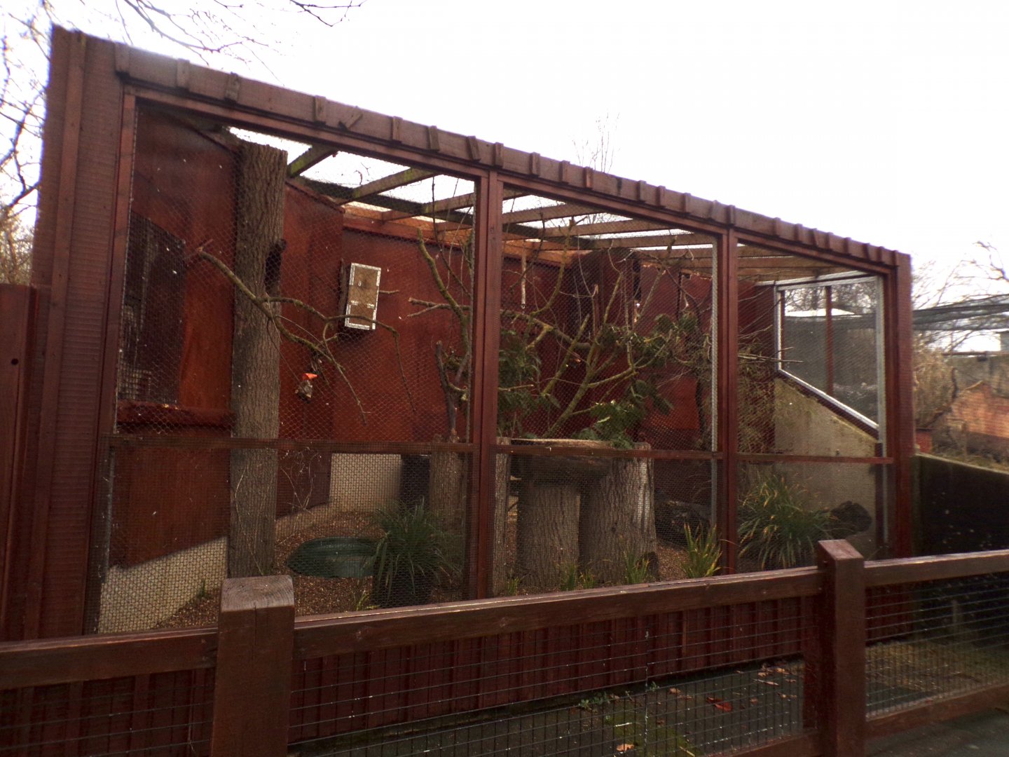 African grey aviary 11.2.25