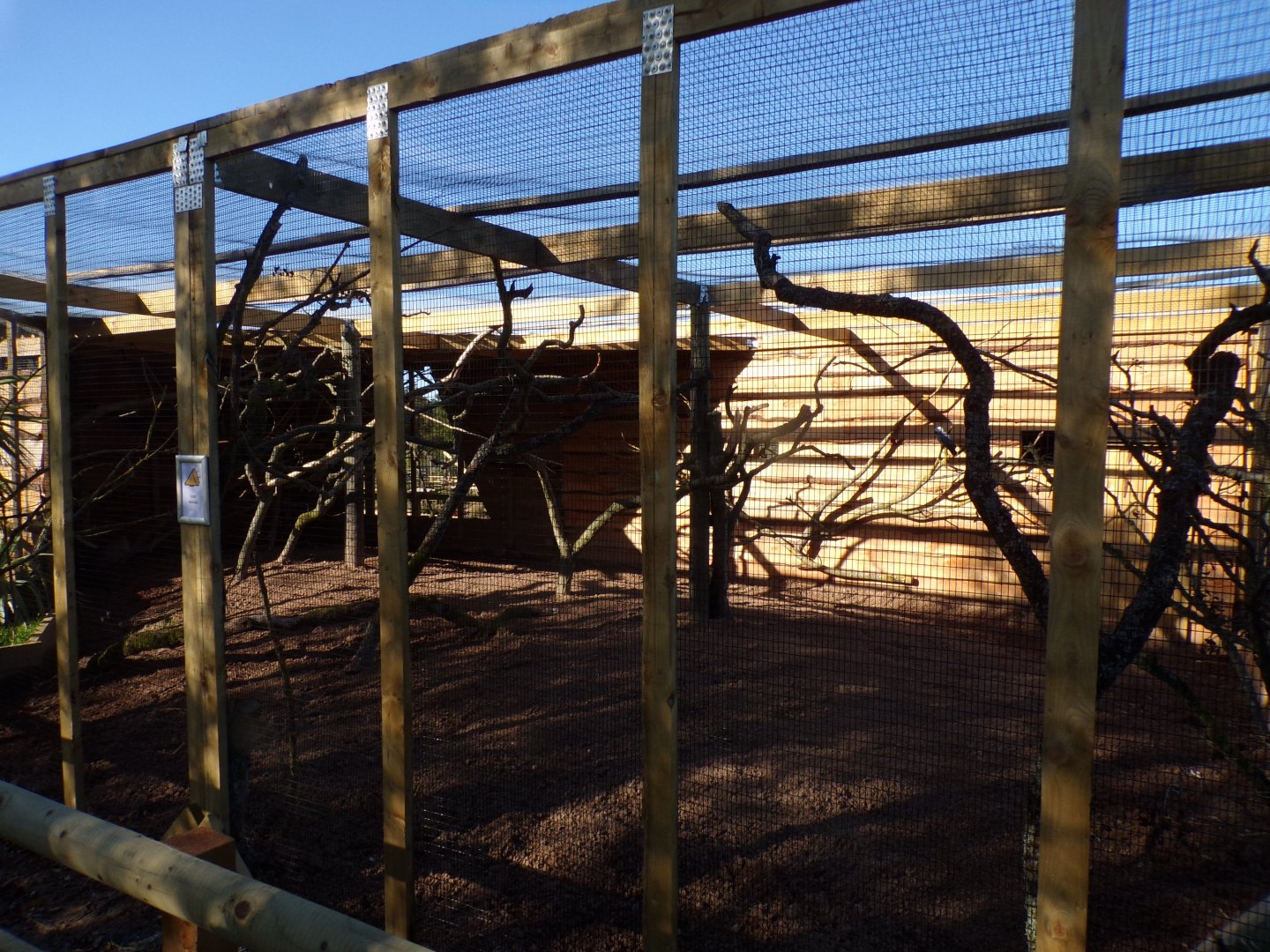 African grey aviary 14.10.23