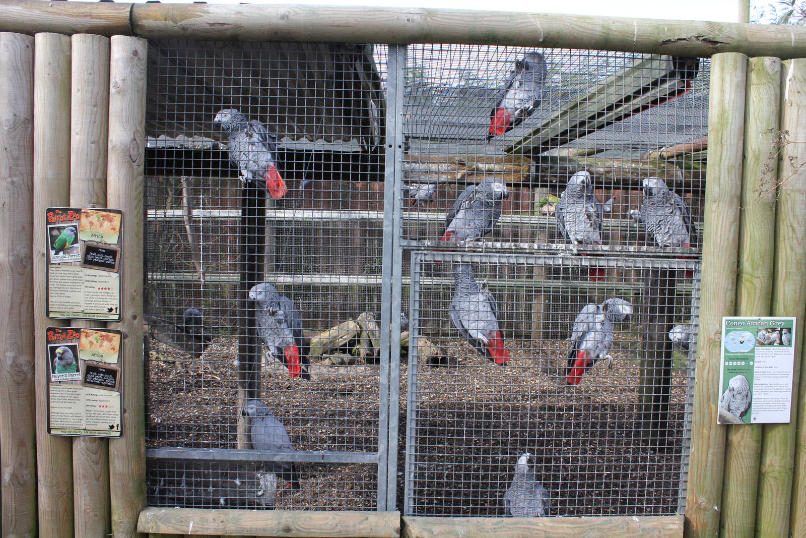 African grey aviary 2-4-15