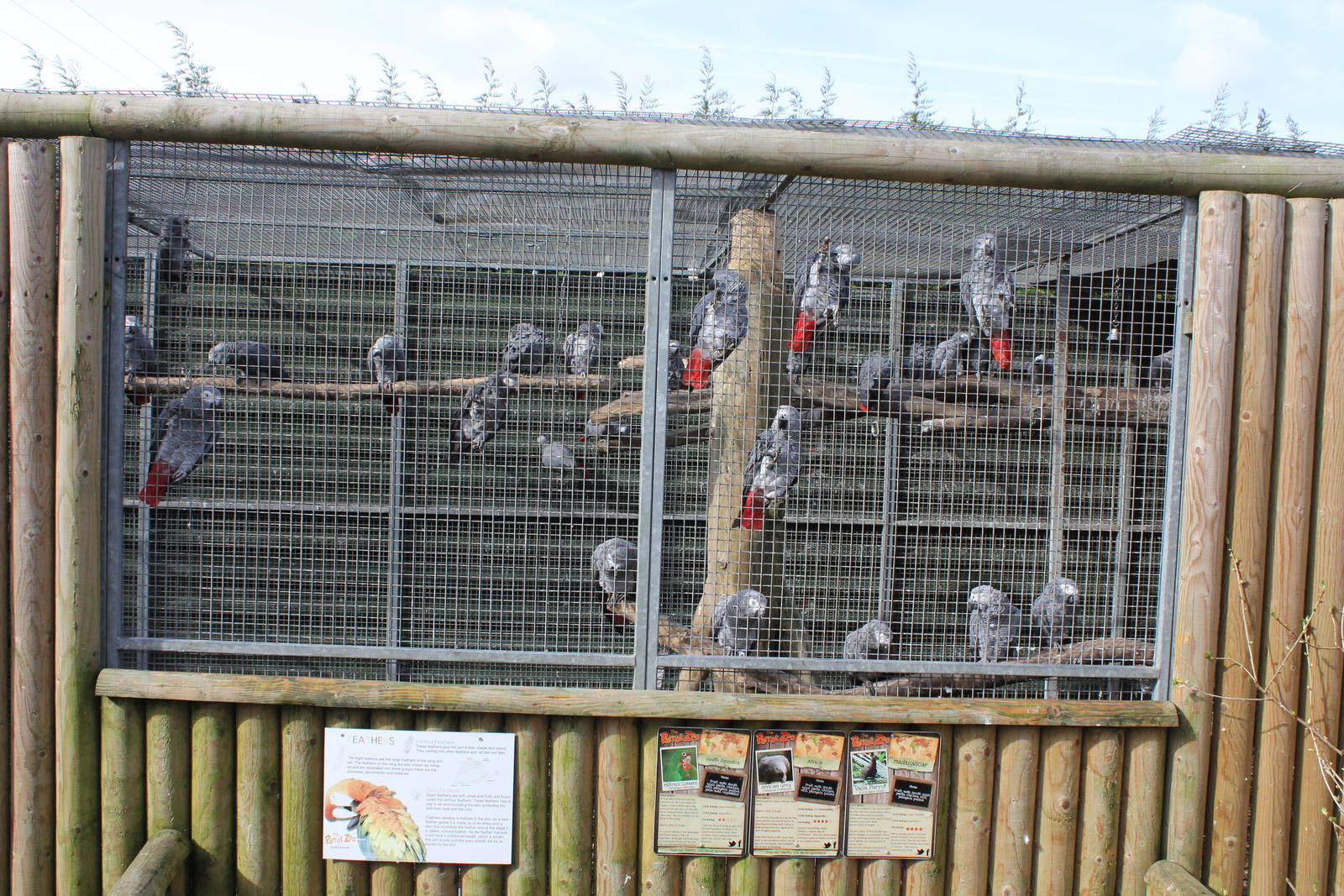 African grey aviary 2-4-15