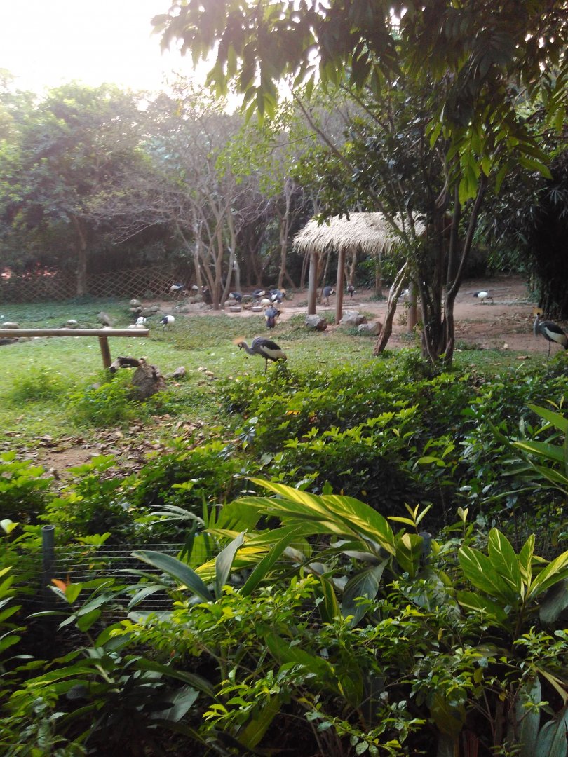 African grey crowned crane