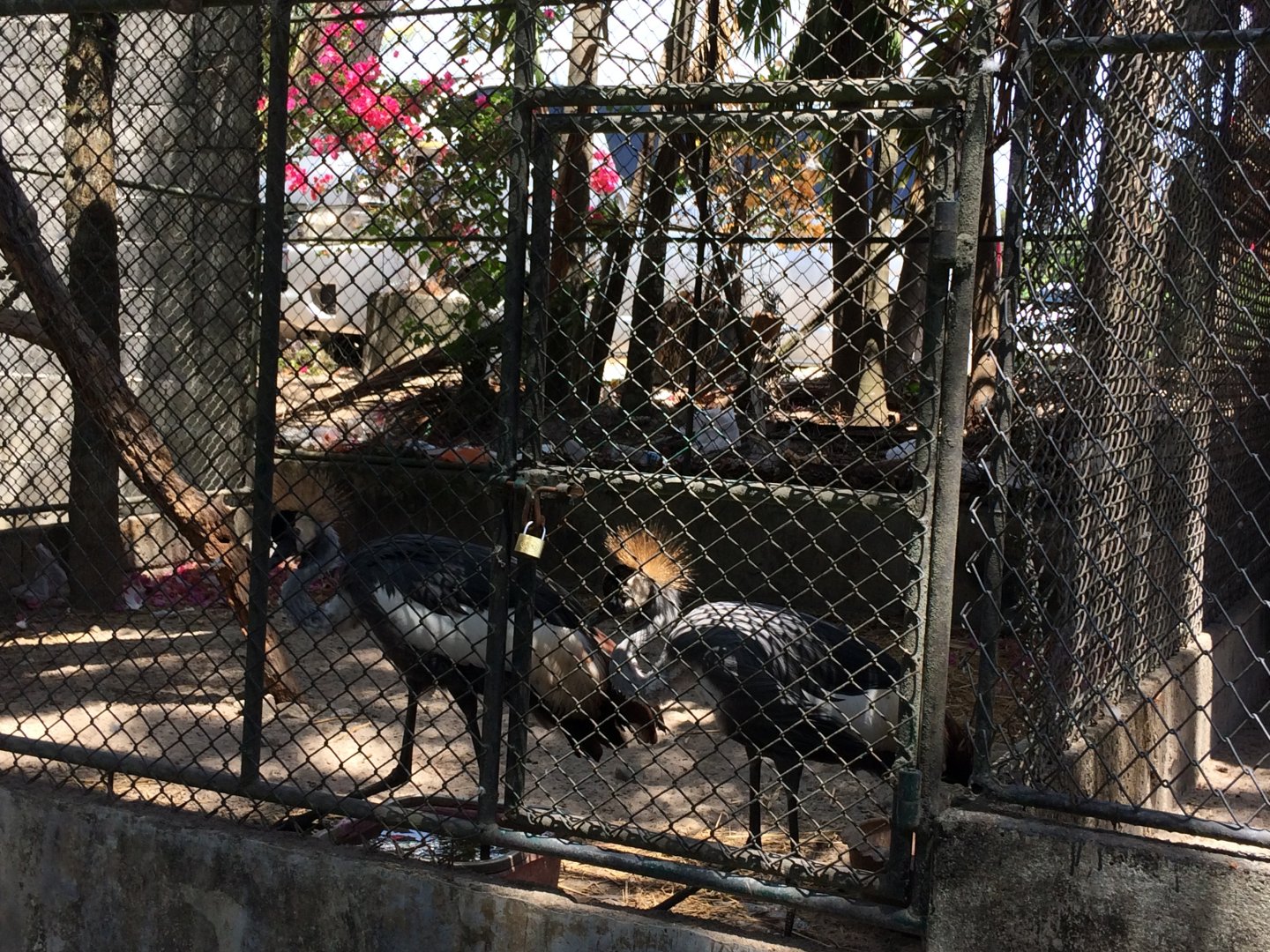African Grey Crowned Crane