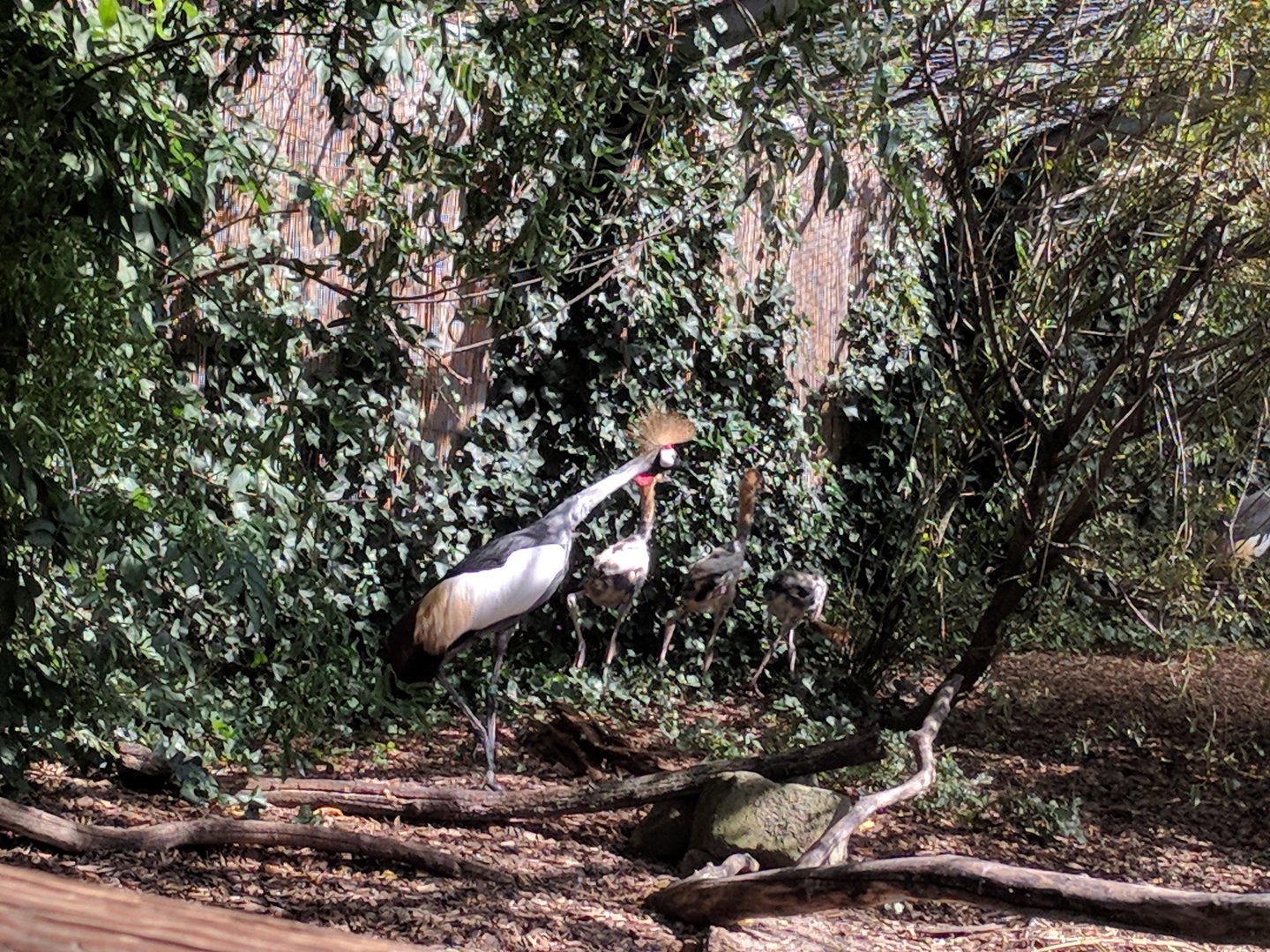 African Grey crowned Crane