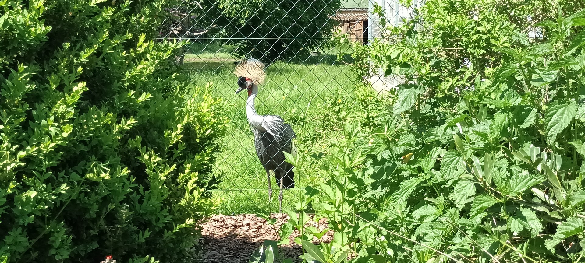 African grey crowned Crane