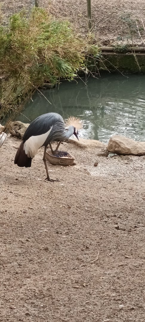 African grey crowned Crane