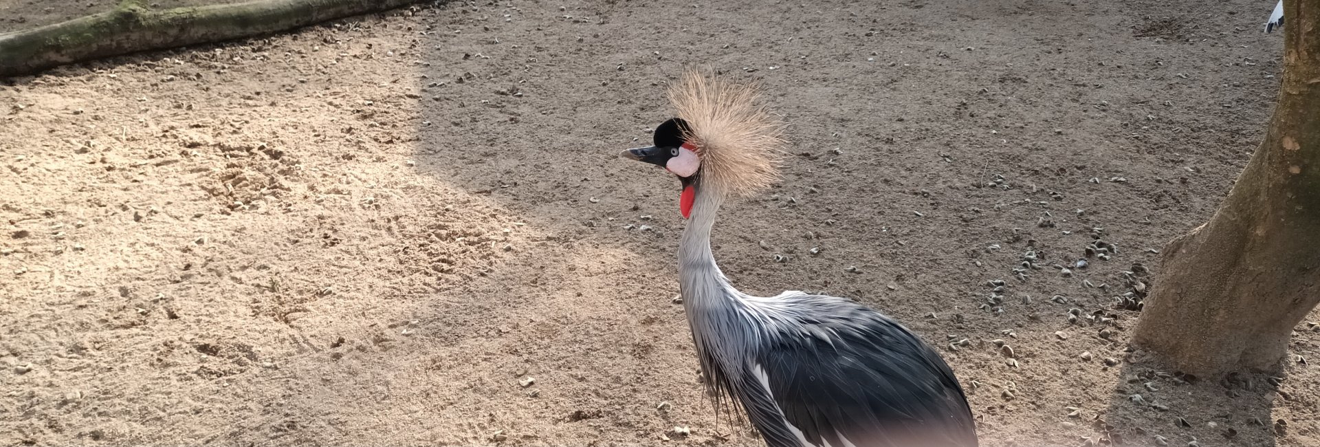 African grey crowned Crane