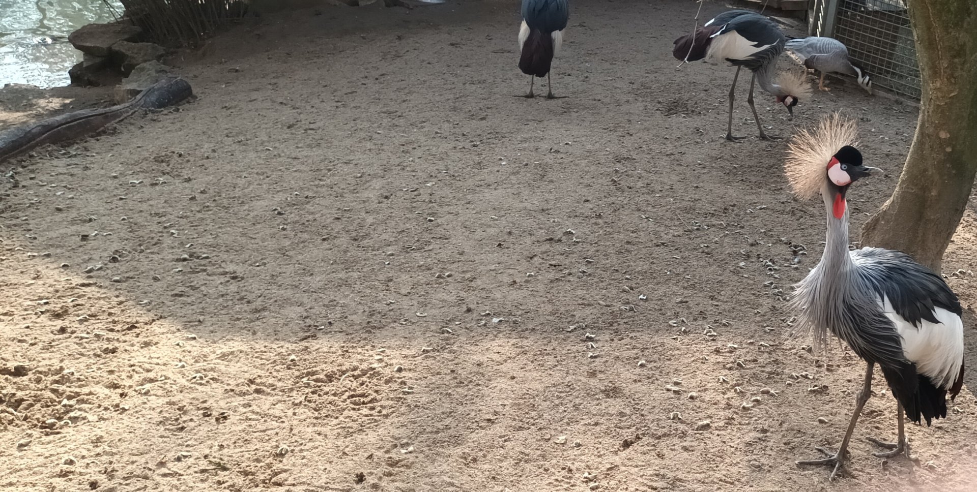 African grey crowned Cranes and Bar headed Goose