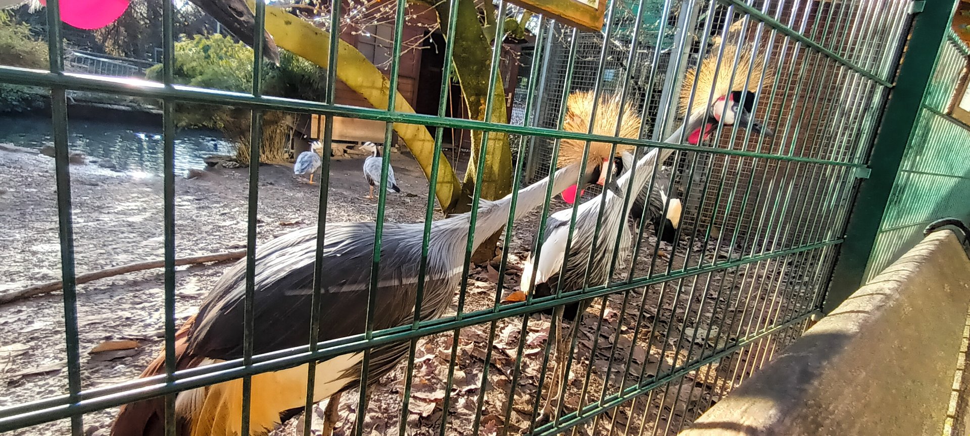 African grey crowned Cranes