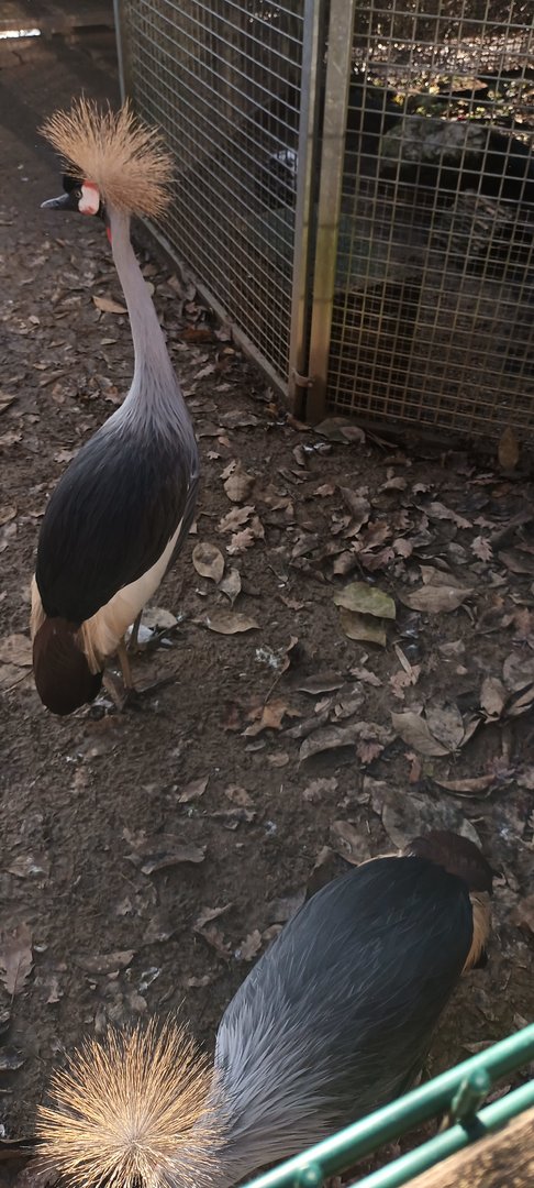 African grey crowned Cranes