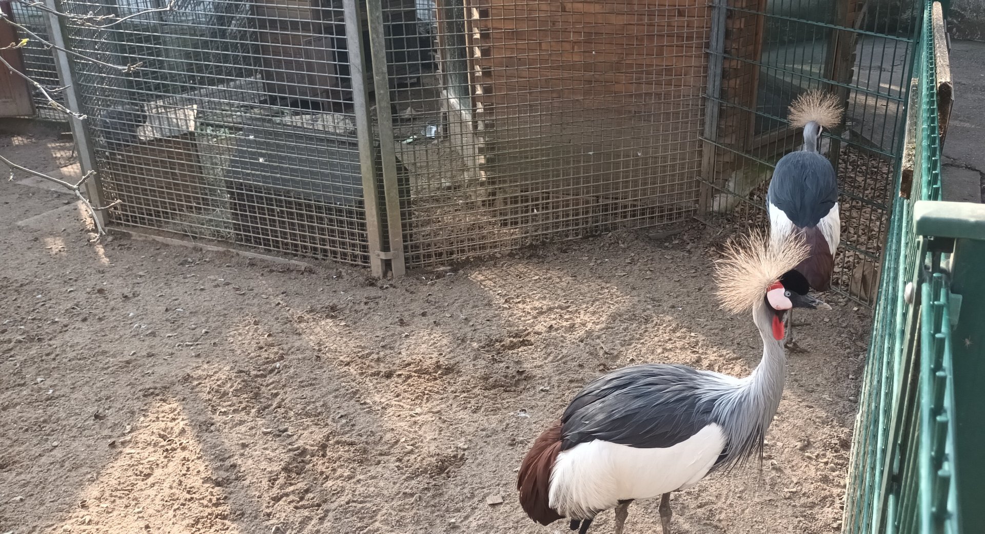 African grey crowned Cranes
